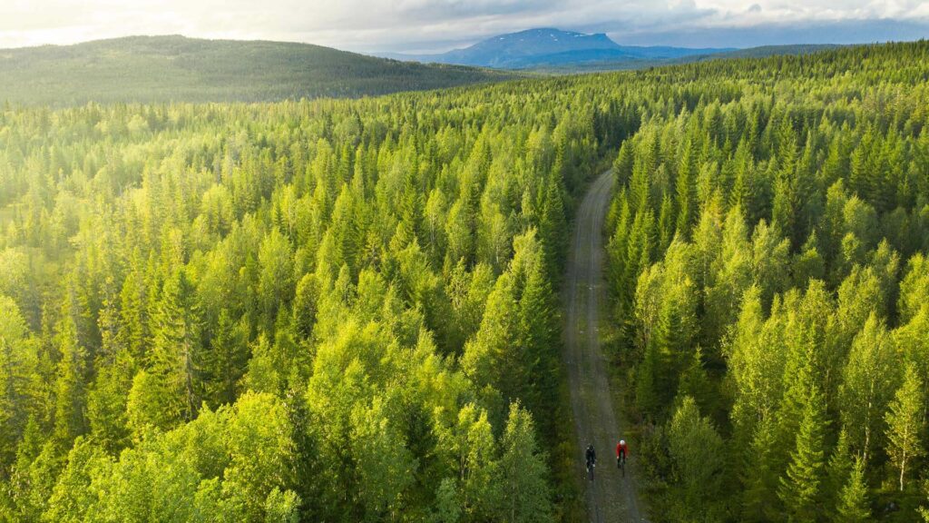 två personer cyklar längs en grusväg i granskog.